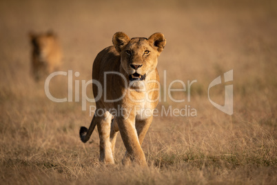 Lioness walks in grass with another behind