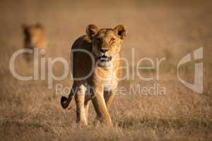 Lioness walks in grass with another behind
