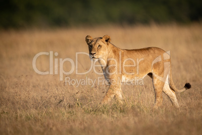 Lioness walks in grass with trees behind