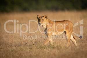 Lioness walks in grass with trees behind