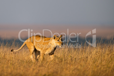 Lioness walks in long grass on horizon