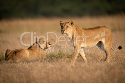 Lioness walks past another in long grass