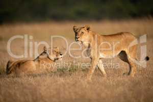 Lioness walks past another in long grass