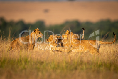 Lioness watches as two others play fight