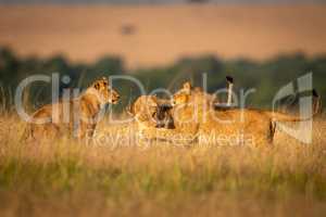 Lioness watches as two others play fight