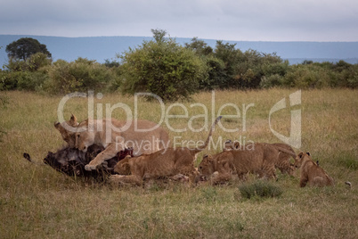 Lionesses and cubs eat wildebeest in savannah