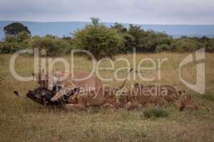 Lionesses and cubs eat wildebeest in savannah