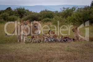 Lionesses guard five cubs eating wildebeest carcase