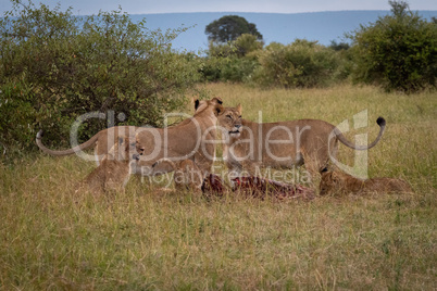 Lionesses and cubs stand over wildebeest carcase