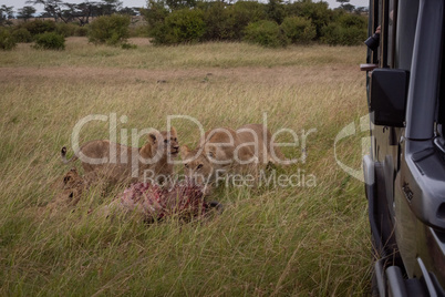 Lions eating kill in grass by truck