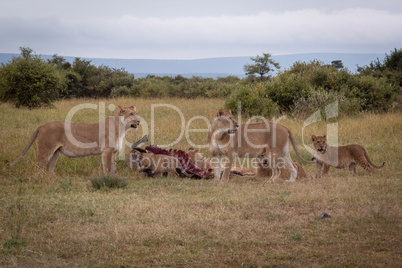 Lionesses watch as cubs chew wildebeest carcase