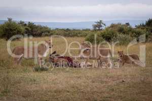Lionesses watch as cubs chew wildebeest carcase