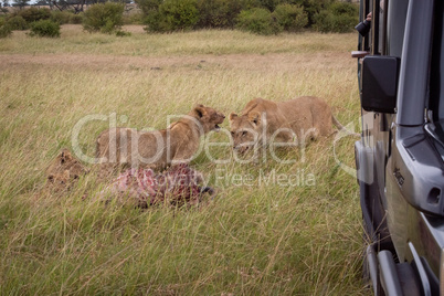 Lions with kill in grass by truck