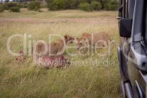 Lions with kill in grass by truck