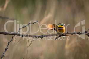 Little bee-eater fluttering wings on thorny branch