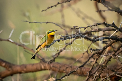Little bee-eater in profile on thorn branch