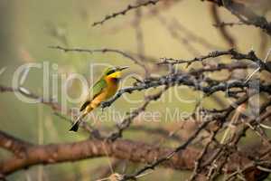 Little bee-eater in profile on thorn branch