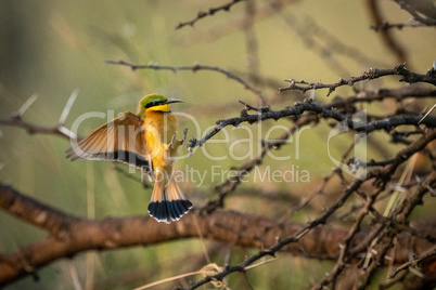 Little bee-eater landing on branch spreads wings