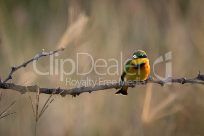 Little bee-eater opens beak on thorny branch