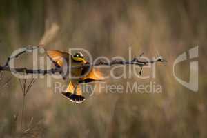 Little bee-eater spreads wings landing on branch