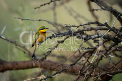 Little bee-eater perched on branch in profile