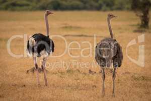 Male and female ostrich turning heads back