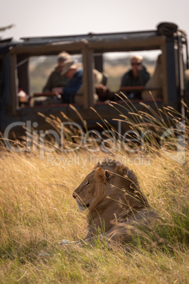 Male lion in grass with truck behind