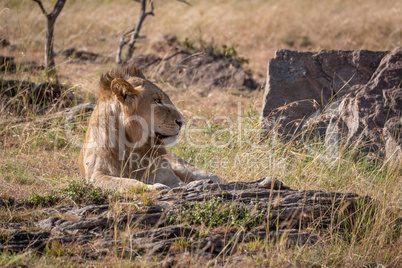 Male lion lies among rocks and grass
