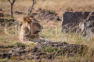 Male lion lies among rocks and grass