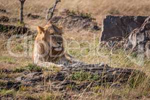 Male lion lies amongst rocks and grass