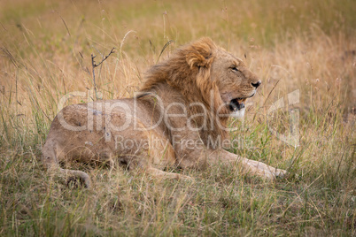 Male lion lies in grass looking sleepy