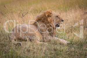 Male lion lies in grass looking sleepy