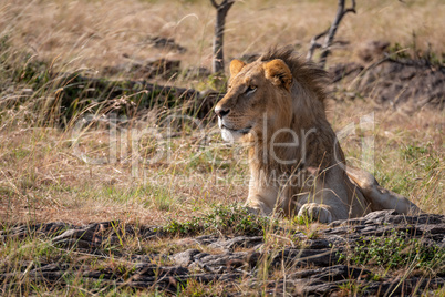 Male lion lying among grass and rocks
