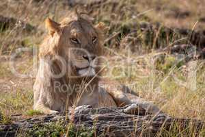 Male lion lying among rocks and grass