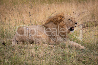 Male lion lying in grass looking right