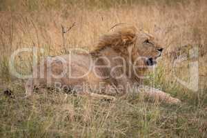 Male lion lying in grass looking right