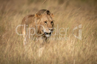 Male lion standing in grass in sunshine
