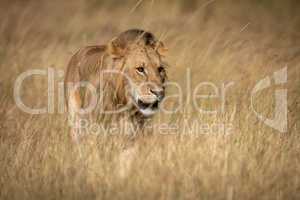 Male lion standing in grass in sunshine