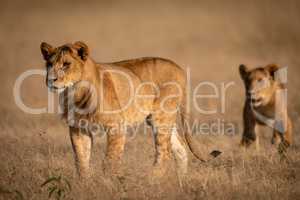 Male lion stands in grass with lioness