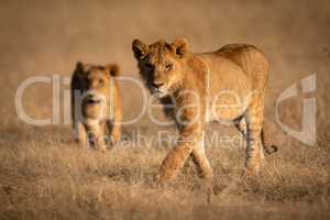 Male lion walks in grass with lioness