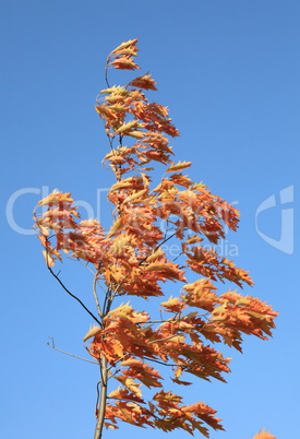 red oak leafs at autumn