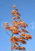 red oak leafs at autumn