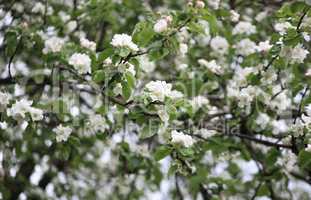 Apple Flower at Spring