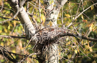 convolute nest on tree