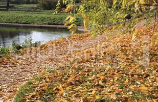 park in gold fall