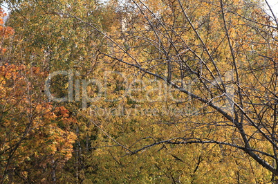 trees at autumn day