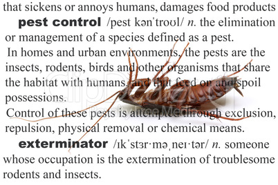 Pest Control Dead Cockroach Concept