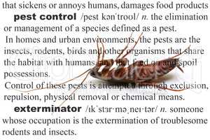 Pest Control Dead Cockroach Concept