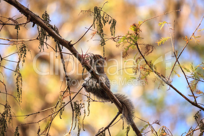 Big Cypress Fox Squirrel Sciurus niger avicennia eats berries on