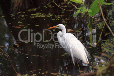 Great White Egret Ardea alba perches in a pond